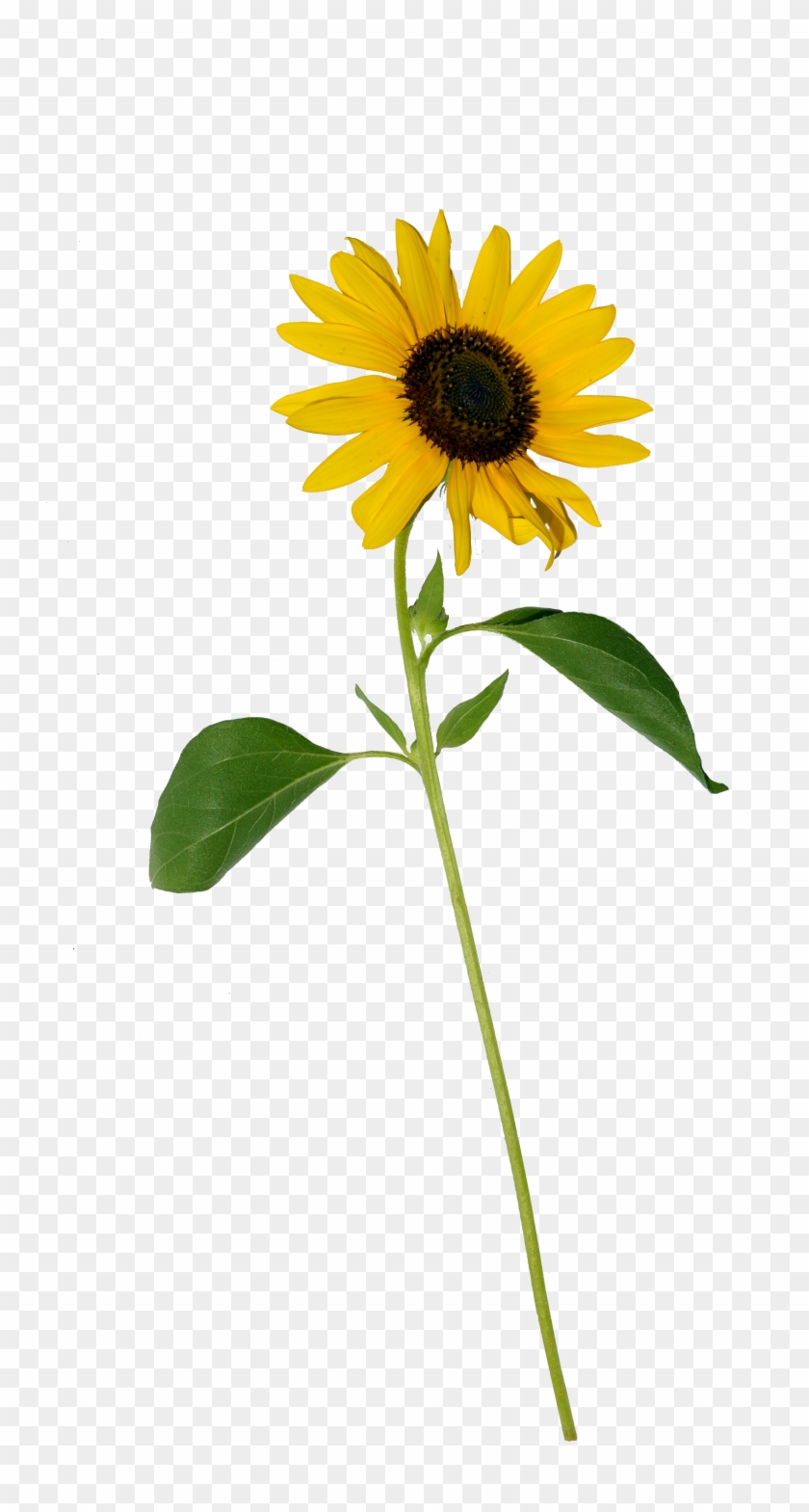 Sunflower Single Png - Single Sunflower Flower Png #838616