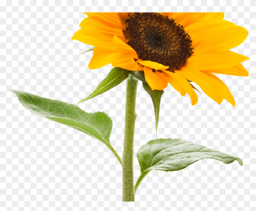 Download Sunflower Transparent Background Hq Png Image - Sunflower With No Background #838619