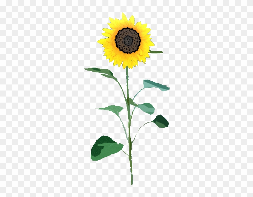 Sunflower Png - Sunflower Transparent Png #838622