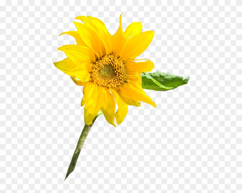 Sunflowerlarge - Stock #838635