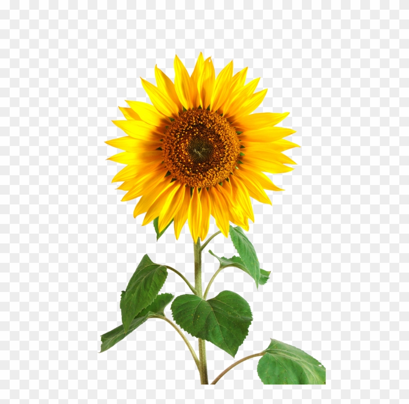 Sunflower Png Tumblr Download Sunflower Png Tumblr - Sunflower With Stem And Leaves #838658