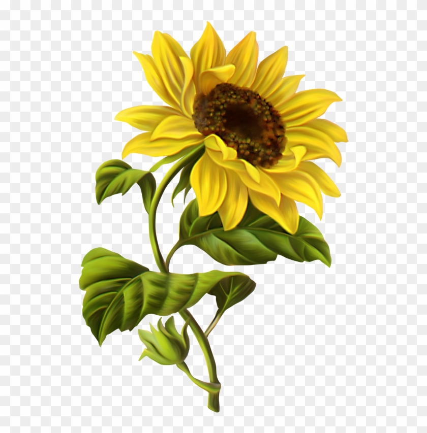 Vintage Sunflower Vector No Background Download - Sunflower Drawing #838698