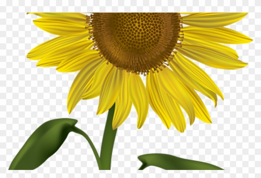 Sunflower Transparent Png Clip Art Image Gallery - Clip Art #838715