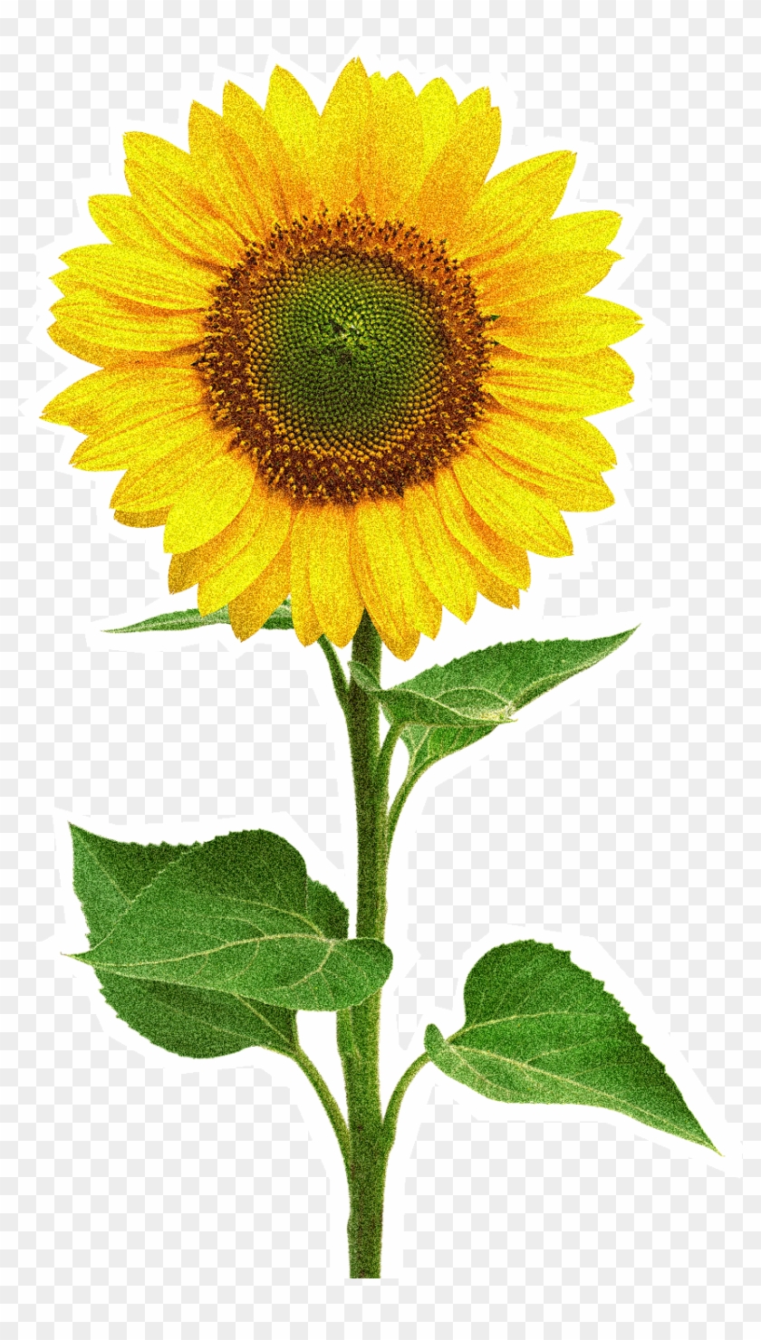 Giffgaff Labs Sunflower Sketch Png - Sunflower Stock #838717