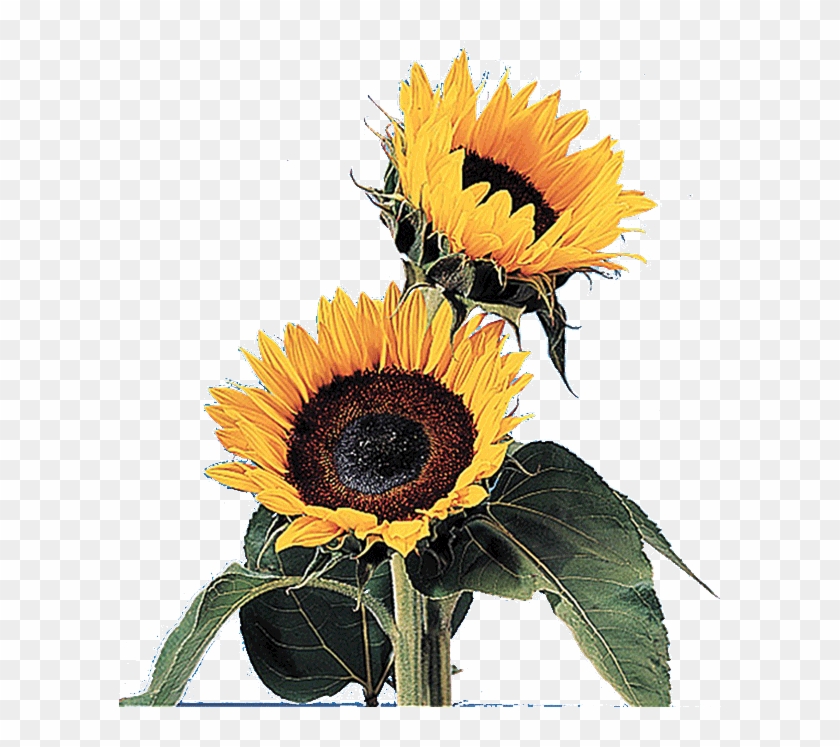 Sun Flower Gif Transparent #838734