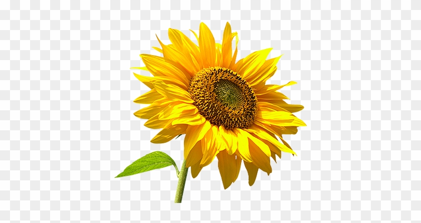 Inspirational Sunflower Transparent Background City - Sunflower With Yellow Center #838775