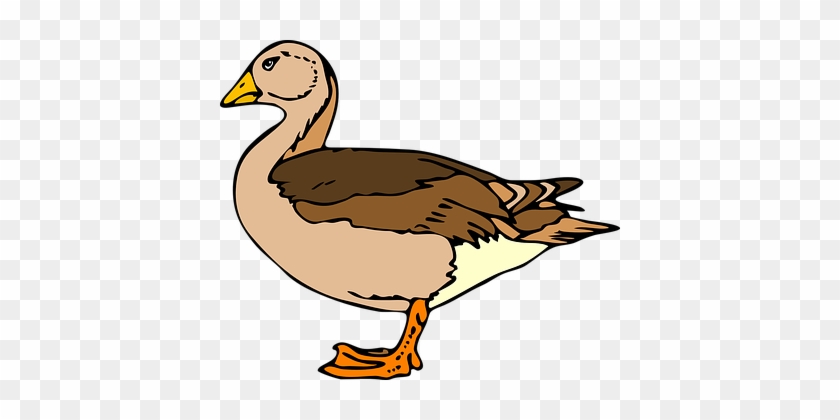 Duck, Standing, Brown, Beige, Bird - Duck Clip Art #838984