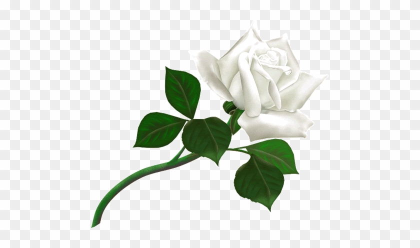 Tamar Park Is In One Of The Most Sought After Scenic - Single White Rose Gif #839033