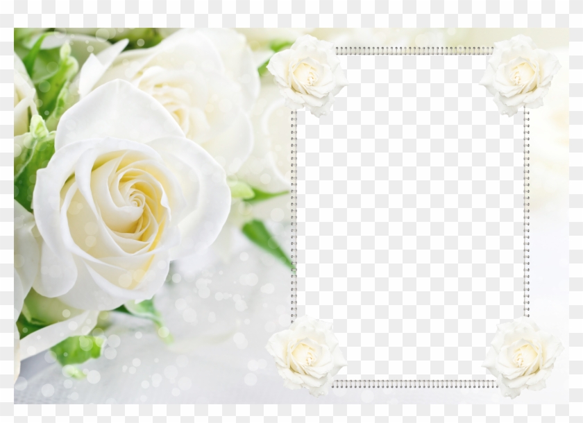 Transparent Soft White Roses Frame - Transparent Soft White Roses Frame #839108