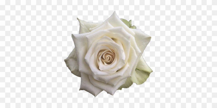 Adalonia R Gr Single Head Rose - Single White Rose Png #839132