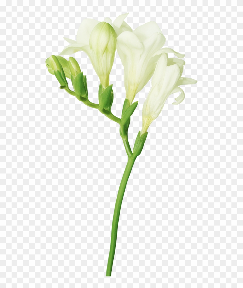 Freesia - Freesia Flower Transparent Background #839135
