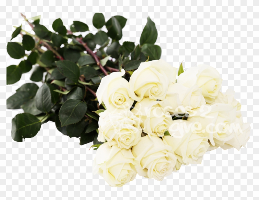 White Dozen Roses In Affordable Cost In Usa Exclusive - Garden Roses #839136