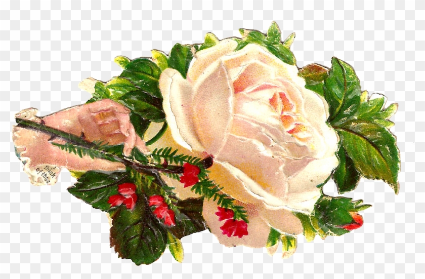This Is A Beautiful White Rose Clip Art Of A Victorian - Garden Roses #839153