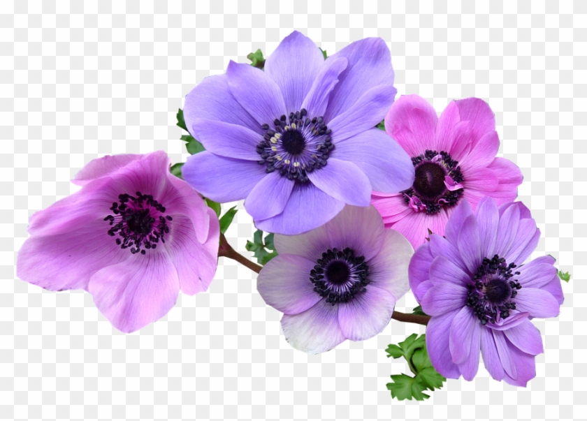 Anemone Flower Cliparts 6, Buy Clip Art - Anemone Png #839205