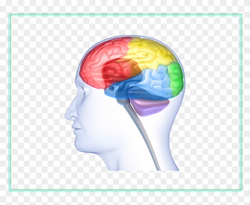 Neuroscience - Clipart - Brain #839204