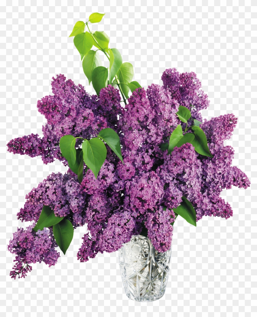 Vase Clipart Violet - Purple Lilacs In A Vase #839224