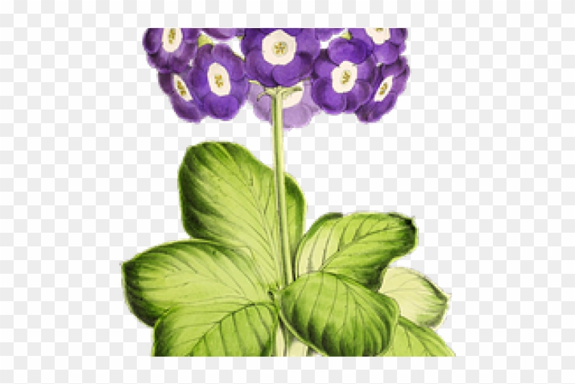 Violet Clipart Primrose Flower - Vintage Plants Png #839233