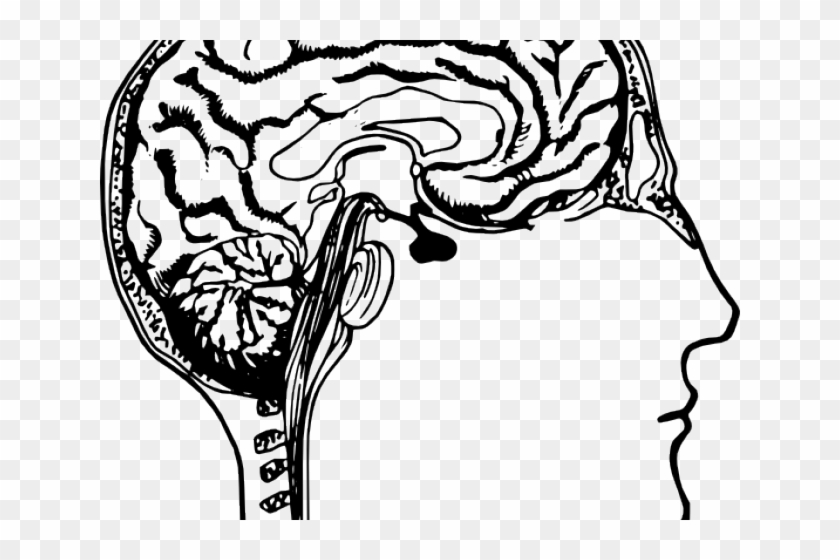 Brains Clipart Body - Human Brain Line Art #839242