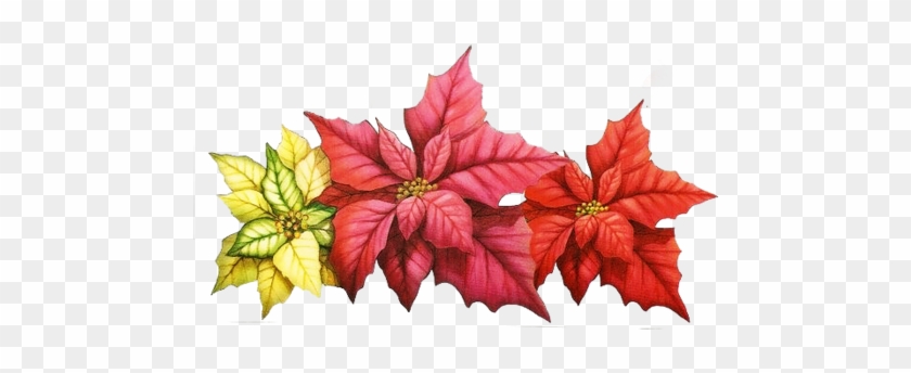 Imágenes De Flores De Navidad - Papel Para Arte Francesa - Free Transparent PNG Clipart Images Download Imágenes De Flores De Navidad - Papel Para Arte Francesa - Free Transparent PNG Clipart Images Download