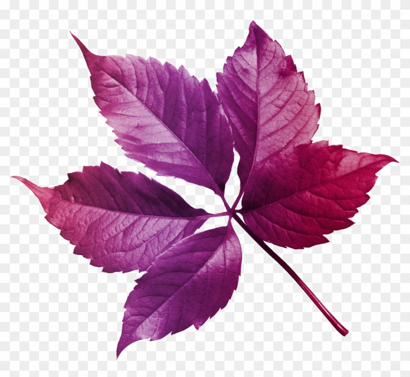 Hojas Y Flores Png - Tribute To R.m. (surreal Abstract) Samsung Galaxy S5 #839383