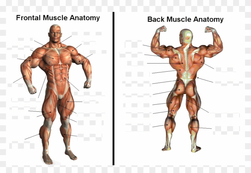 Muscle Blank Diag Ant -posterior - Muscles In The Human Body #839831