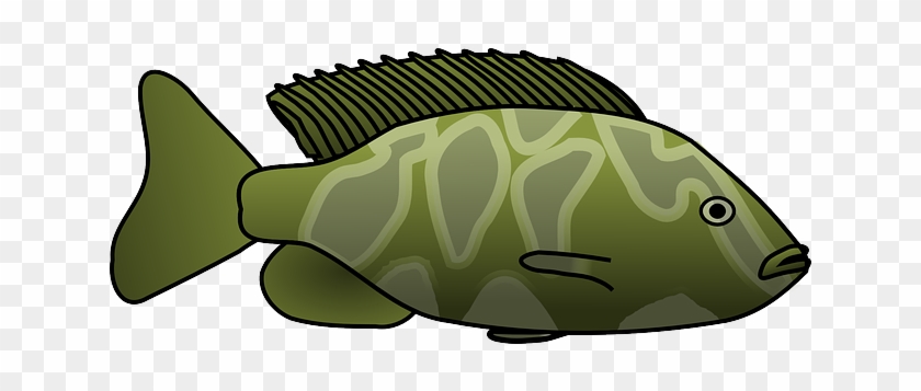 Fins Fish, Tropical, Animal, Tail, Fins - Green Fish Clipart Png #839901