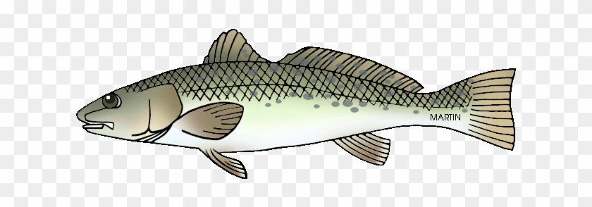 Trout Clipart Bass - Oncorhynchus #839964