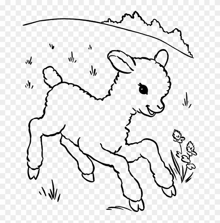 A Baby Sheep Is Called A Lamb Coloring Pages - Baby Lamb Coloring Pages #840081