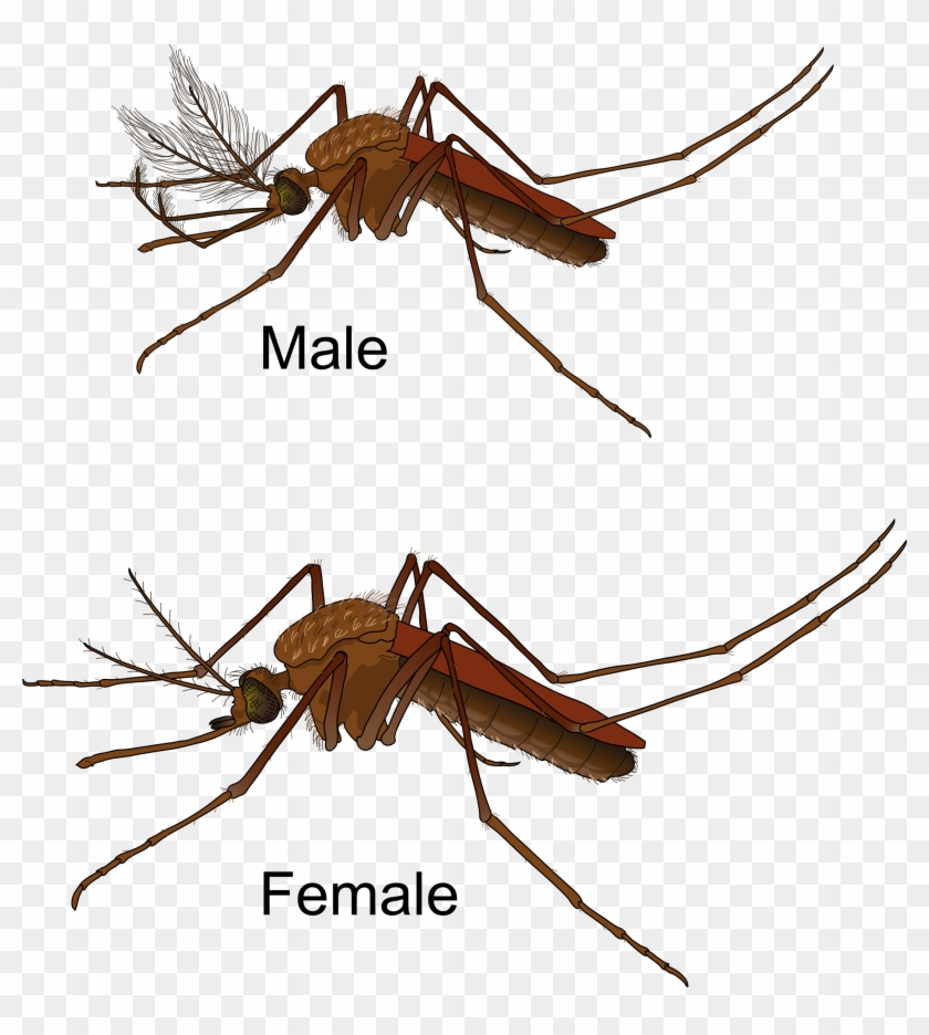 Mosquito Male And Female - Male Vs Female Mosquito #840500