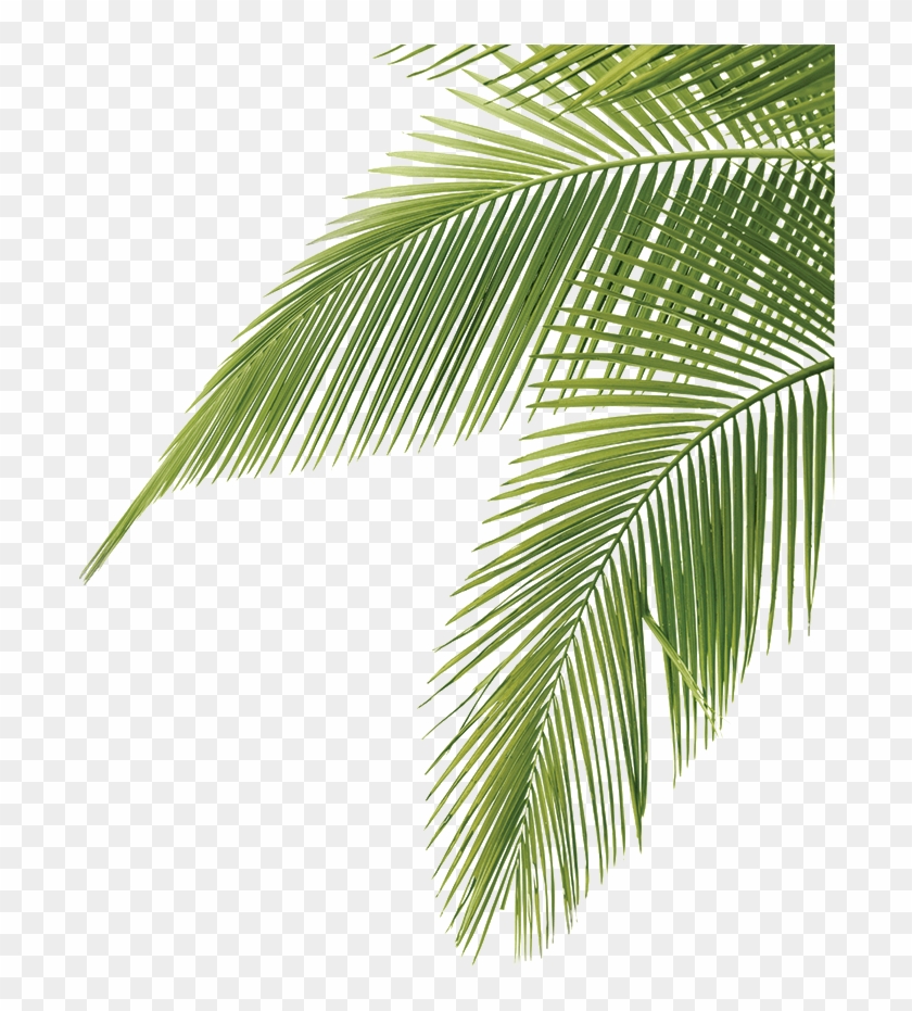 Palm Tree Leaves Png #841697