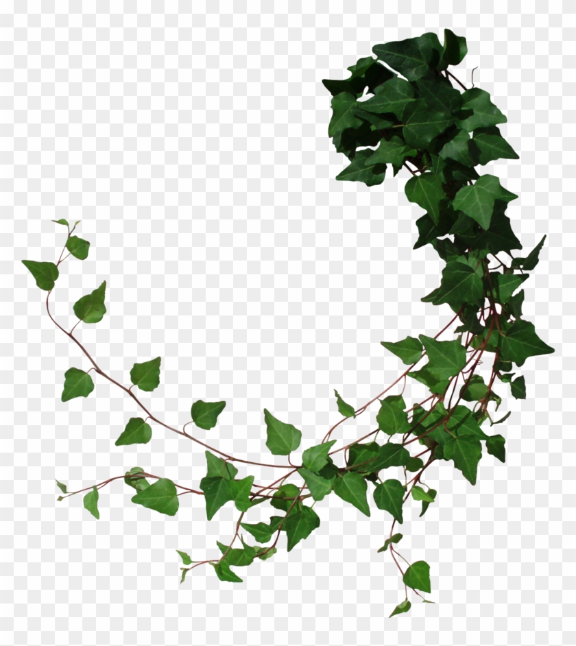 Drawn Ivy Jungle Foliage - Tree Vine Png #841783