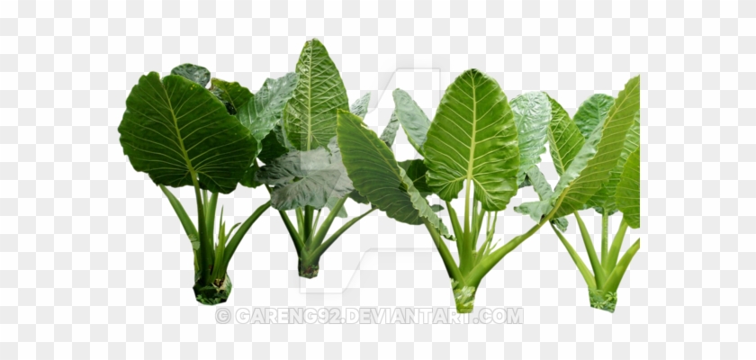 Plant Png 4 By Gareng92 On Deviantart Jungle Plants - Colocasia Gigantea Bushes Png #841794