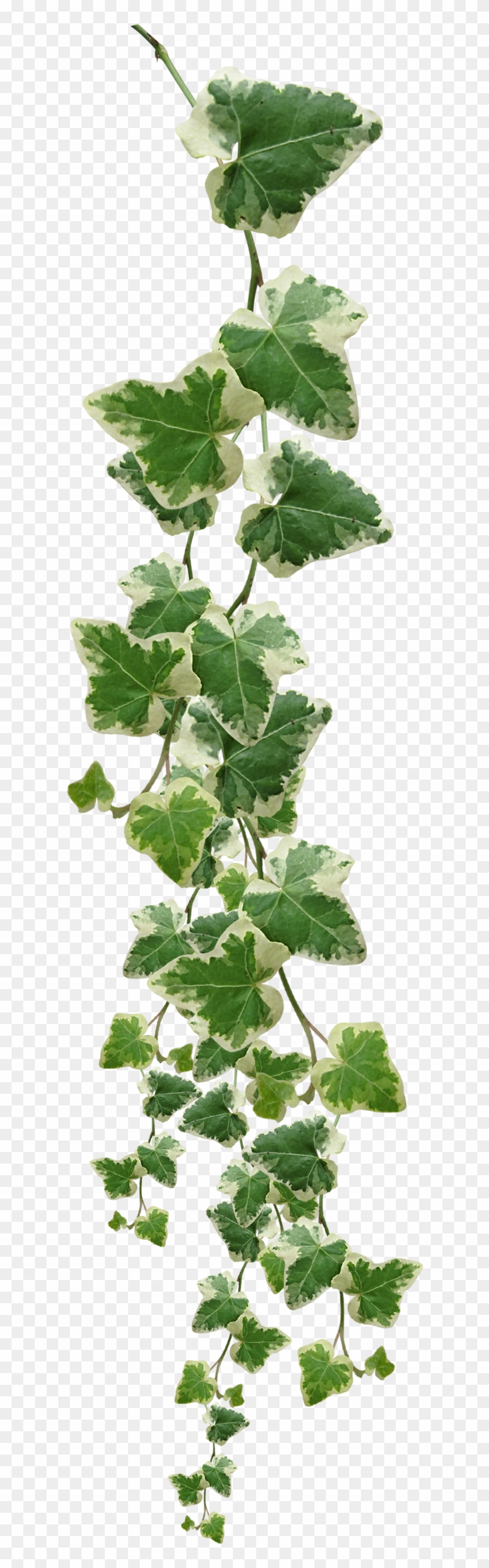 Vines Plants Png Pictures Image - Vines Plant Png #841810