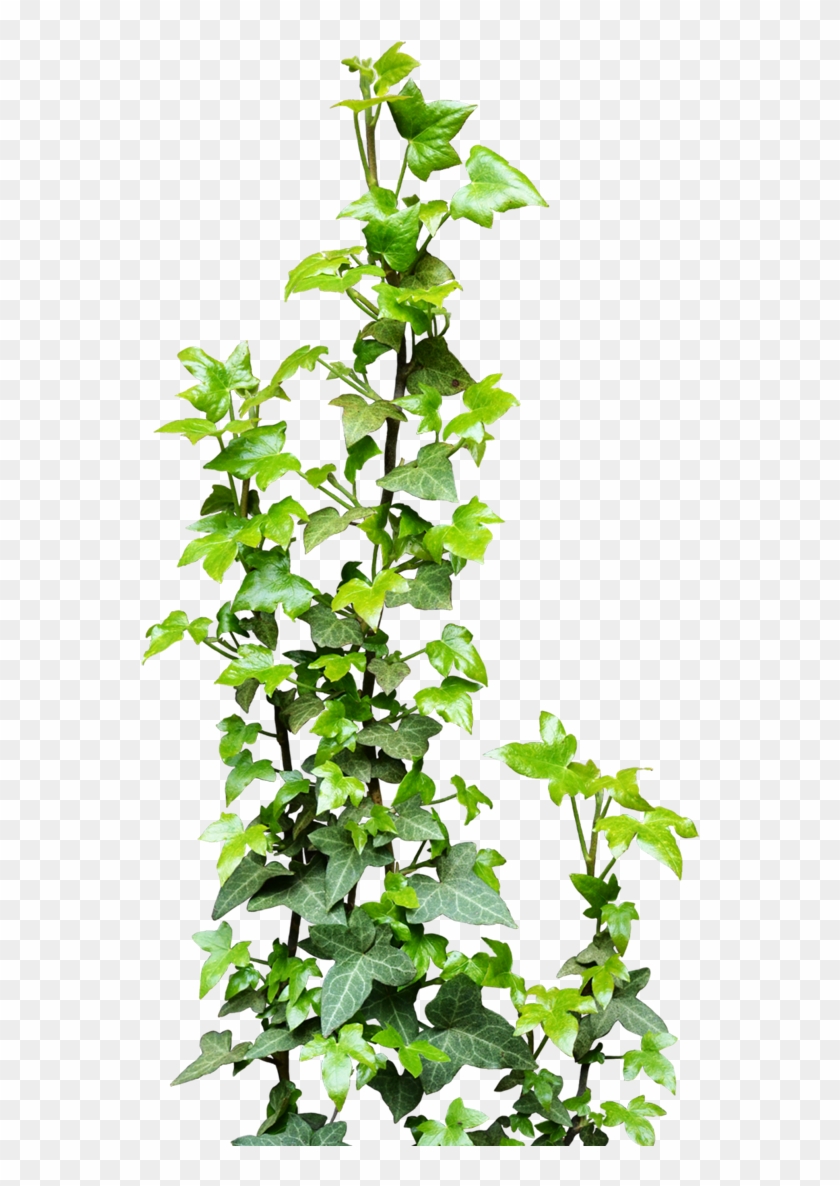 Jungle Plants Png Download Jungle Plants Png Download - Creeper Plants Png #841833