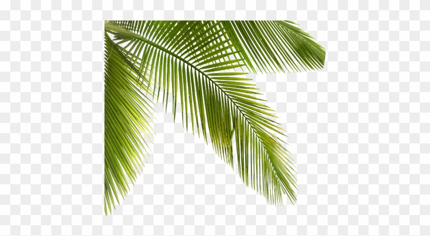 Palmtrees Palms Plants Trees Forest Jungle - Forest #841834
