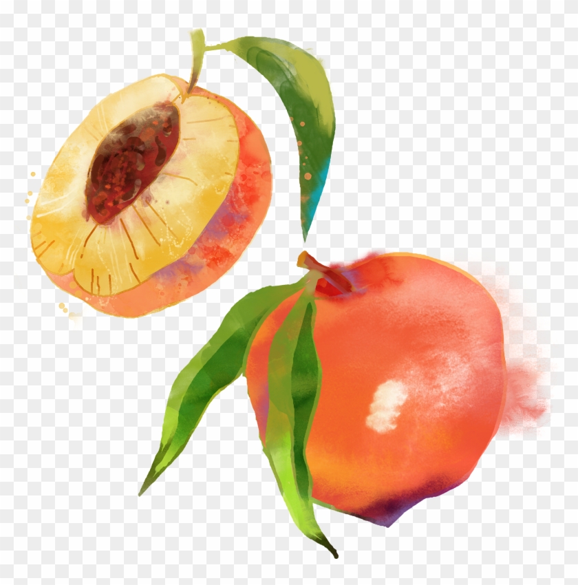 Saturn Peach Fruit Watercolor Painting - Peach #841991