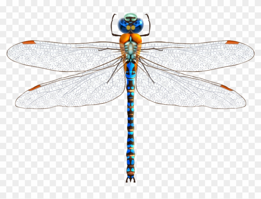 Dragonfly Drawing Clip Art - Dragonfly Png #842109