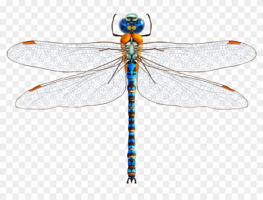 Dragonfly Drawing Clip Art - Dragonfly Png #842109