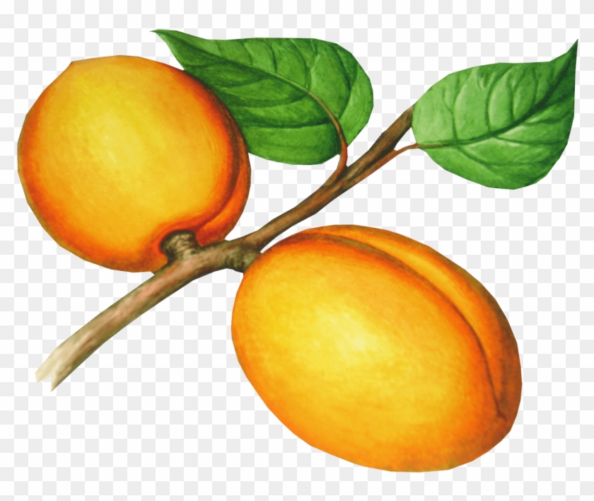 Free Png Peach Png Images Transparent - Абрикос Пнг Рисунок #842192