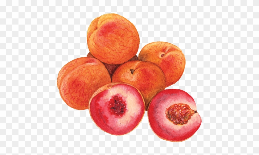Indian Blood Peaches - Blood Peaches #842216