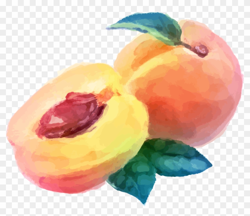 Watercolor Painting Peach Fruit Drawing - Peach Watercolor #842247