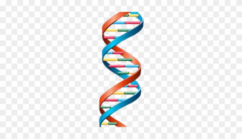 Dna In Double Helix #842840