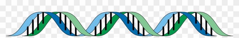 What If Google Knew Your Dna - Genes Transparent #842853