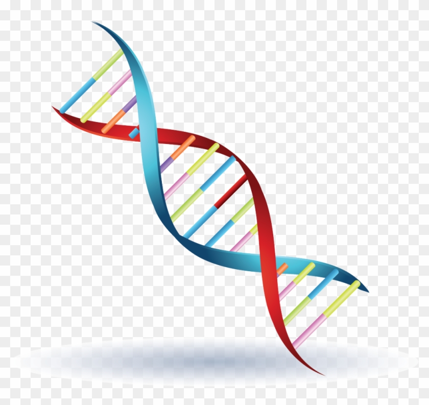 Chromosome Genetics Dna Symbol Clip Art - Genetics #842857
