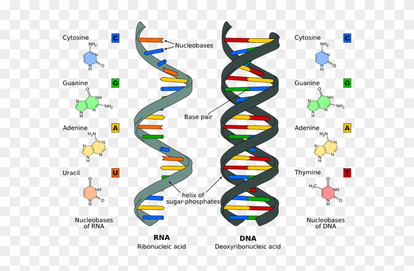 Dna And Rna Drawing - Nucleic Acid #842867