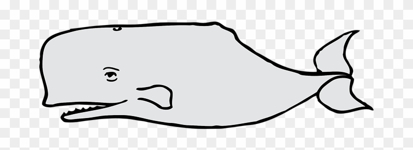 Whale Gray Mammal Marine Blowhole Cetacean - Dibujos De Ballena Gris #842986