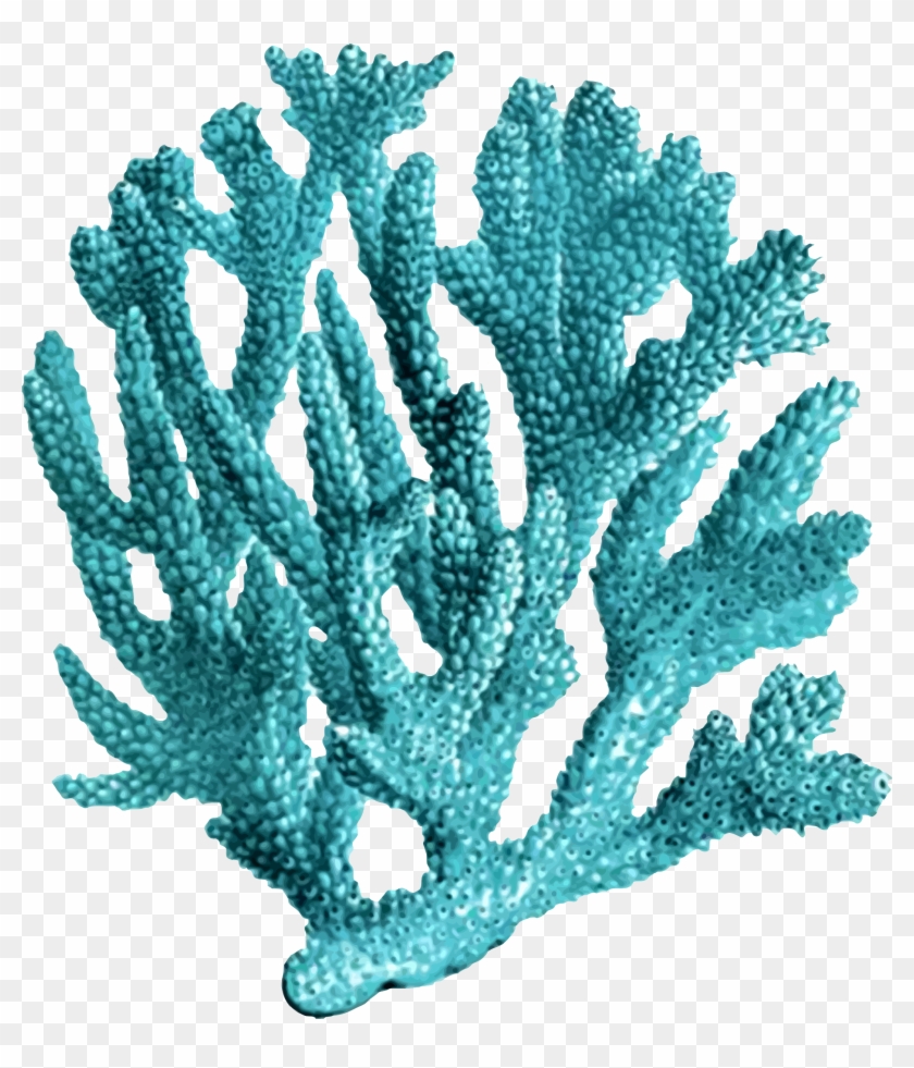 Coral 3 - Coral Png #843201