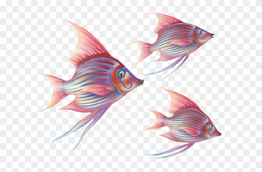 Fish Gifs - Deniz Canliları Png #844182