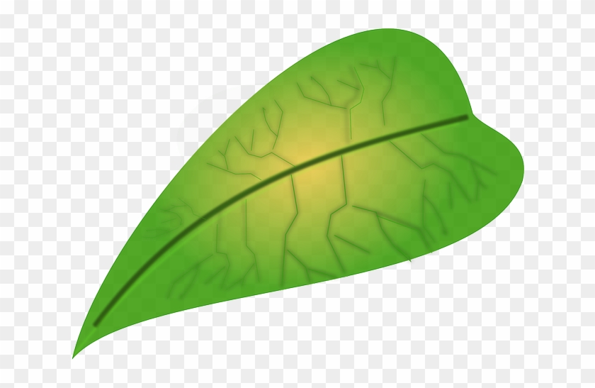Vegetarian Leaf, Biology, Green, Vegetarian - ใบไม้ สี เขียว การ์ตูน #844269