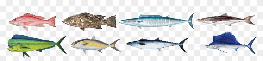 We Will Troll For Wahoo, Mahi , Tuna And Billfish - We Will Troll For Wahoo, Mahi , Tuna And Billfish #844310